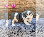 Small #3 English Bulldog