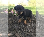 Small Photo #3 Rottweiler Puppy For Sale in GOSHEN, IN, USA