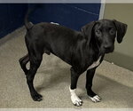 Small #1 Labrador Retriever Mix