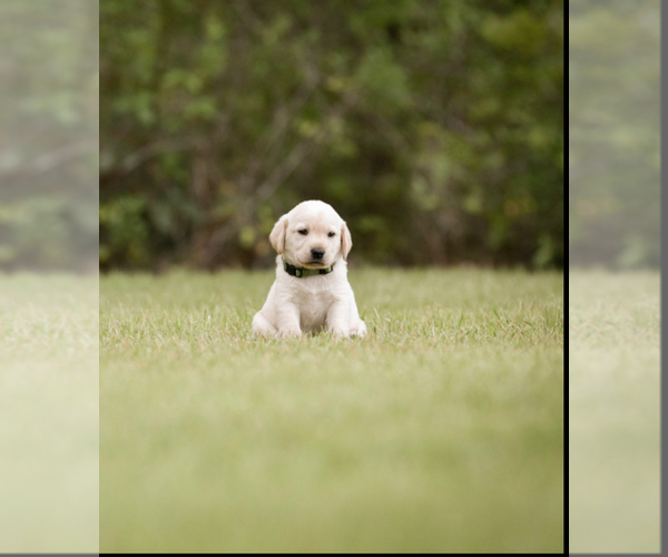 Medium Photo #5 Labrador Retriever Puppy For Sale in SANTA ROSA BEACH, FL, USA