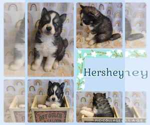 Siberian Husky Puppy for Sale in FRIENDSHIP, New York USA