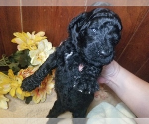 Poodle (Standard) Puppy for sale in SOUTHFIELD, MI, USA