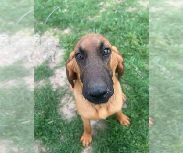 Medium Photo #4 Bloodhound-Unknown Mix Puppy For Sale in Aurora, IN, USA