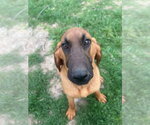 Small #3 Bloodhound Mix