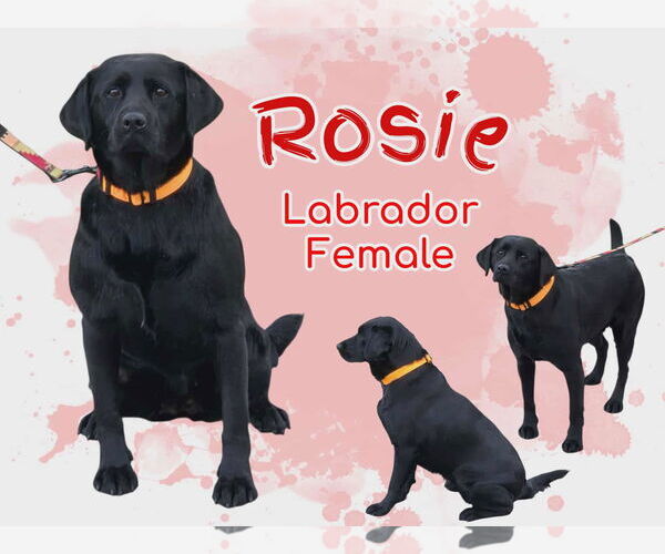 Medium Photo #1 Labrador Retriever-Unknown Mix Puppy For Sale in Anchorage, AK, USA