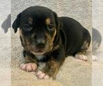 Small #7 Dachshund Mix