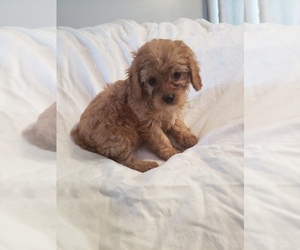 Cavapoo Puppy for sale in CHARLES CITY, IA, USA