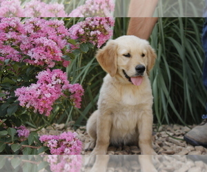 Golden Retriever Puppy for sale in HILLSBORO, KS, USA