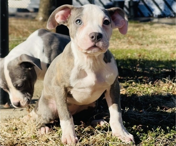 Medium Photo #15 American Pit Bull Terrier Puppy For Sale in TRENTON, NJ, USA