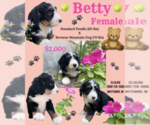 Small Photo #2 Bernedoodle Puppy For Sale in WEST BRANCH, MI, USA