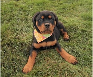 Medium Rottweiler