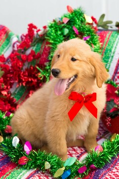 Medium Photo #3 Golden Retriever Puppy For Sale in PLYMOUTH, OH, USA