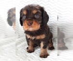 Puppy Puppy 3 Male Cavalier King Charles Spaniel