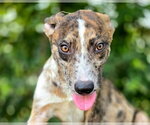 Small Catahoula Leopard Dog Mix