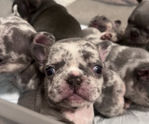 French Bulldog Puppy for Sale in NORCROSS, Georgia USA