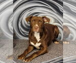 Small #10 American Pit Bull Terrier-Labrador Retriever Mix