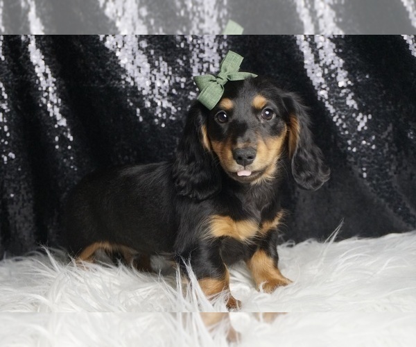 Medium Photo #4 Dachshund Puppy For Sale in WARSAW, IN, USA