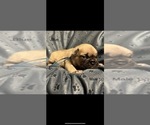 Image preview for Ad Listing. Nickname: Blue