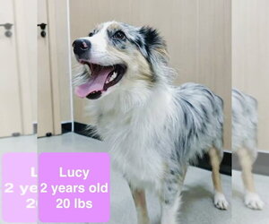 Australian Shepherd Dogs for adoption in West Hollywood, CA, USA