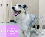 Small Australian Shepherd