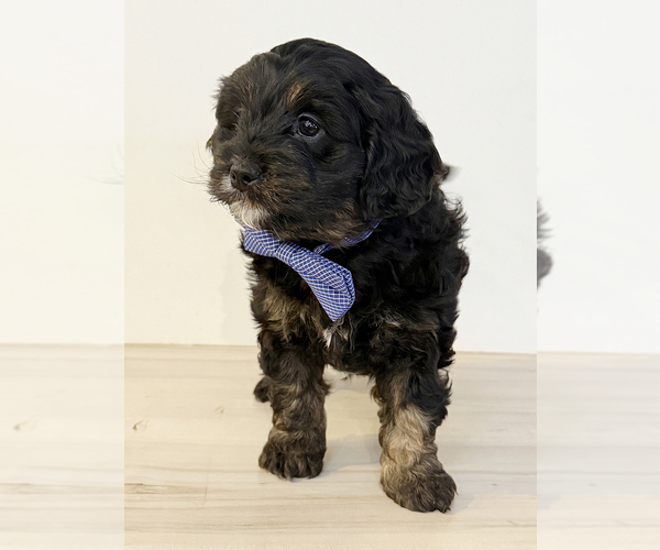 Medium Photo #3 Aussiedoodle Miniature -Goldendoodle Mix Puppy For Sale in MILLERSBURG, OH, USA