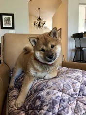 Shiba Inu Puppy for sale in HELOTES, TX, USA