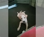 Small #8 Labrador Retriever Mix