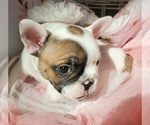 Small Photo #25 French Bulldog Puppy For Sale in W LINN, OR, USA