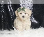 Puppy Hunter F1 Maltipoo