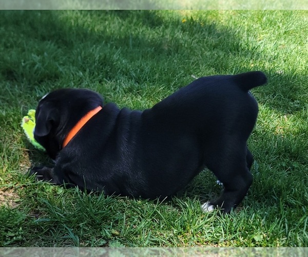 Medium Photo #3 Olde English Bulldogge Puppy For Sale in ATHOL, ID, USA