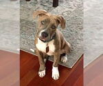 Small #17 American Staffordshire Terrier