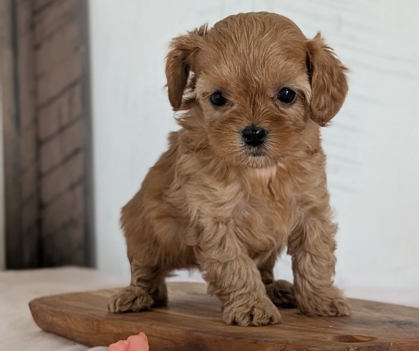 Medium Photo #56 Cavapoo (Miniature) Puppy For Sale in GOSHEN, IN, USA