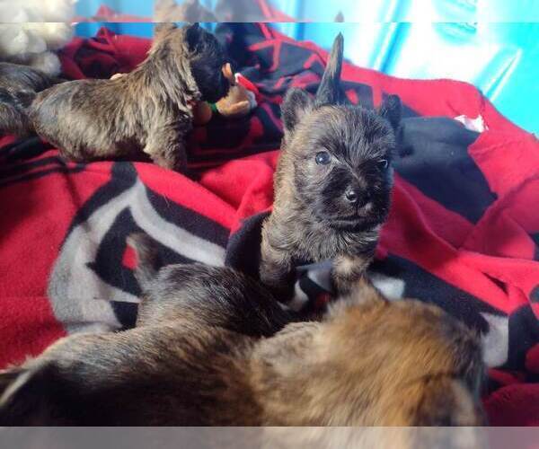 Medium Photo #4 Cairn Terrier Puppy For Sale in WHITEWOOD, SD, USA