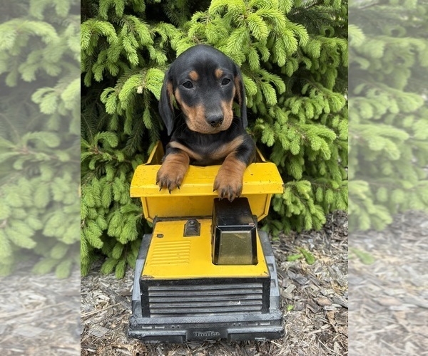 Medium Photo #3 Dachshund Puppy For Sale in MIDDLEBURY, IN, USA