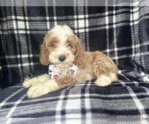 Cockapoo Puppy for sale in LAKELAND, FL, USA