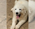 Small #3 Great Pyrenees