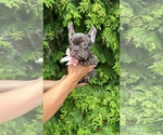 Small #4 French Bulldog