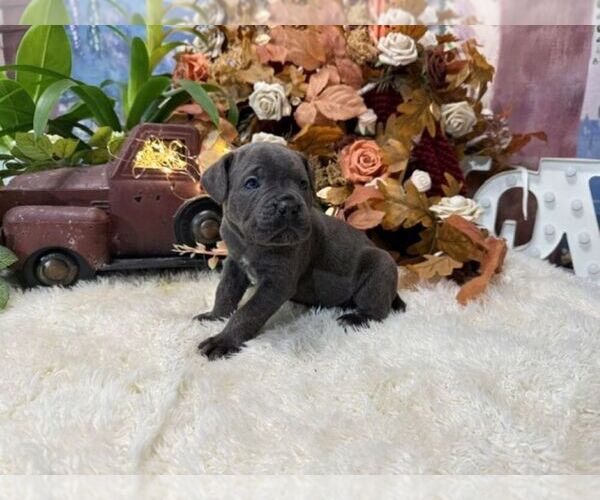 Medium Photo #3 Cane Corso Puppy For Sale in OOLOGAH, OK, USA