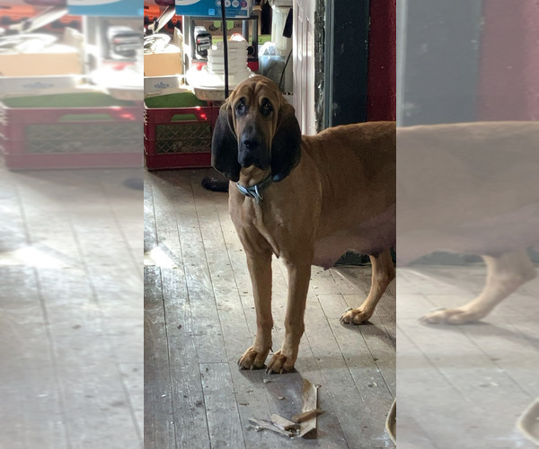 Medium Photo #1 Bloodhound Puppy For Sale in MITCHELL, IN, USA