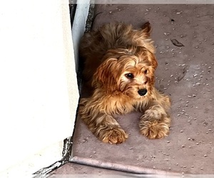 Dachshund Puppy for sale in PHOENIX, AZ, USA