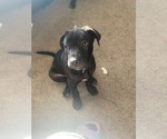 Small Photo #5 American Mastiff-American Pit Bull Terrier Mix Puppy For Sale in MONUMENT, CO, USA