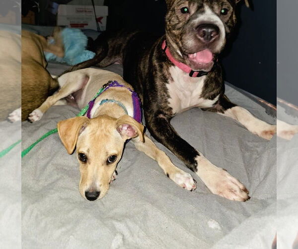 Medium Photo #15 Jack Chi Puppy For Sale in Princeton, MN, USA