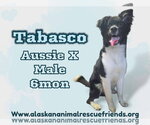 Small Australian Shepherd-Colonial Cocker Spaniel Mix