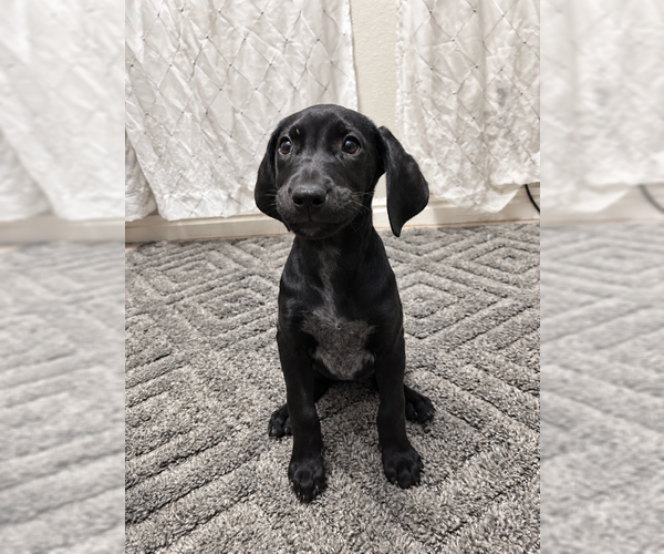 Medium Photo #4 Mutt Puppy For Sale in MIDWAY, UT, USA