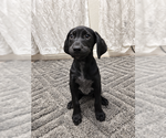 Small Photo #4 Mutt Puppy For Sale in MIDWAY, UT, USA