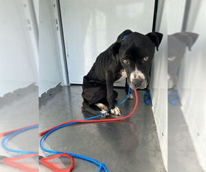 Mutt Dogs for adoption in Stockton, CA, USA