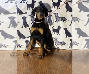 Doberman Pinscher Dogs for adoption in HOPKINSVILLE/PRINCETON, KY, NH, USA