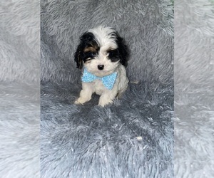 Cavalier King Charles Spaniel-Poodle (Toy) Mix Puppy for sale in BEECH GROVE, IN, USA
