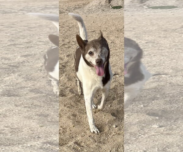 Medium Photo #7 Mutt Puppy For Sale in Lancaster, CA, USA