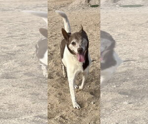 Cowboy - Male Mutt Dog for Adoption - Photo #7